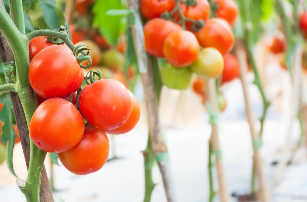 Come piantare i pomodori: le distanze corrette tra le piantine Come piantare i pomodori: le distanze corrette tra le piantine