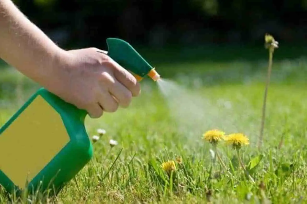 L’errore da non fare mai con il concime liquido SP - Flacone e pianta ingiallita