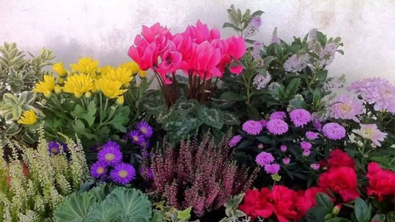 I fiori che resistono al caldo estremo: ecco quali scegliere I fiori che resistono al caldo estremo: ecco quali scegliere