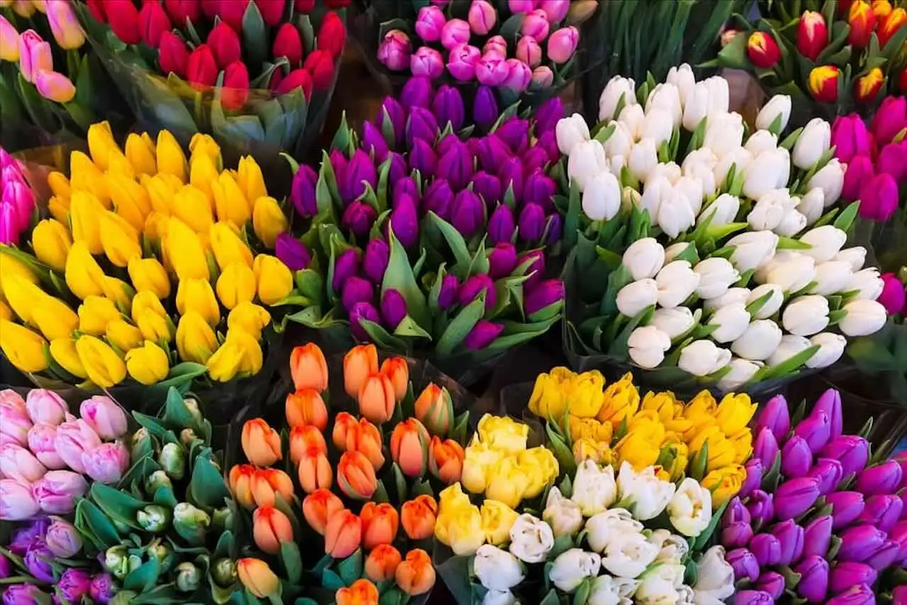 I fiori che resistono al caldo estremo: ecco quali scegliere SP - Fiore soleggiato e terra asciutta
