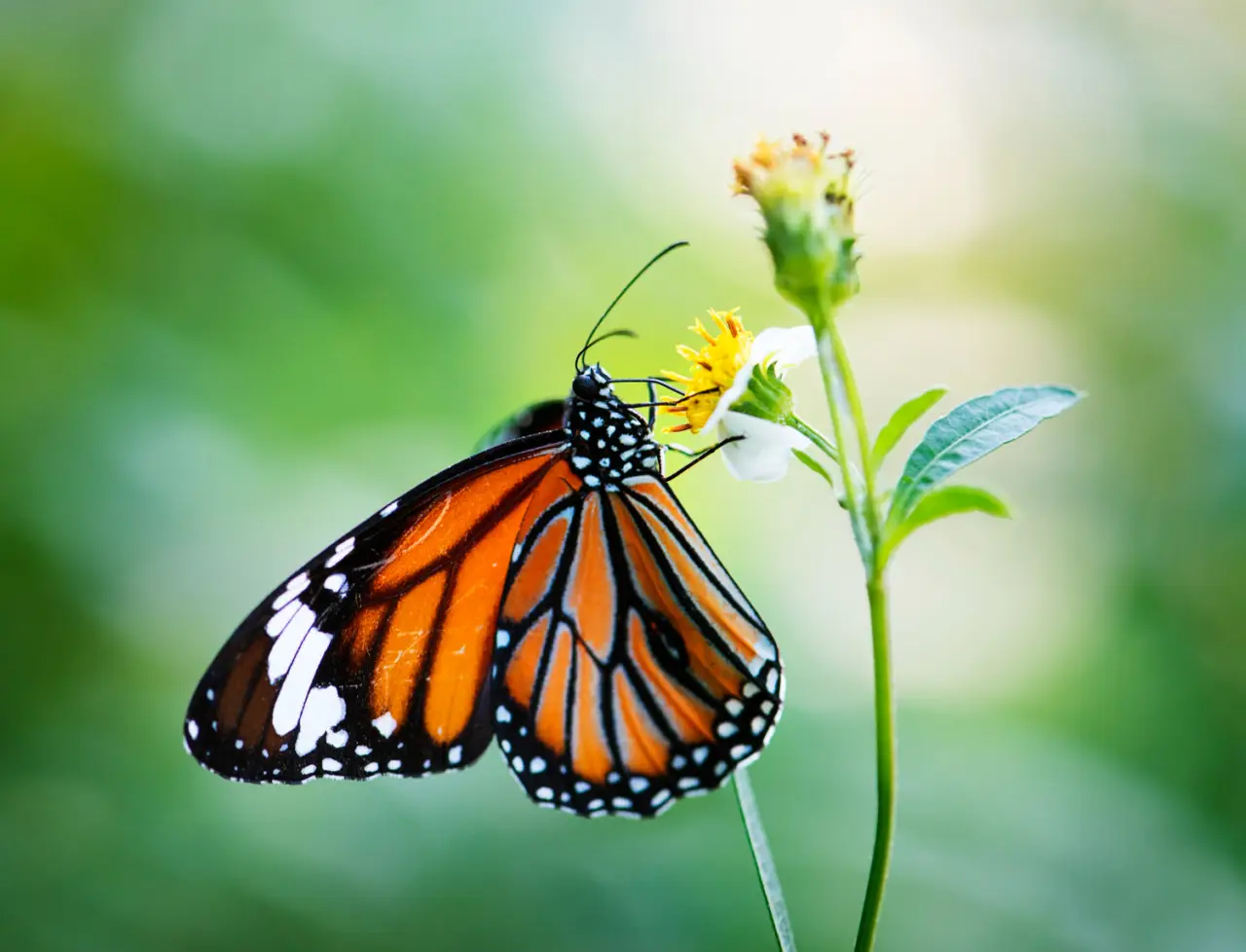 Come attirare le farfalle nel tuo giardino: il trucco botanico Come attirare le farfalle nel tuo giardino: il trucco botanico